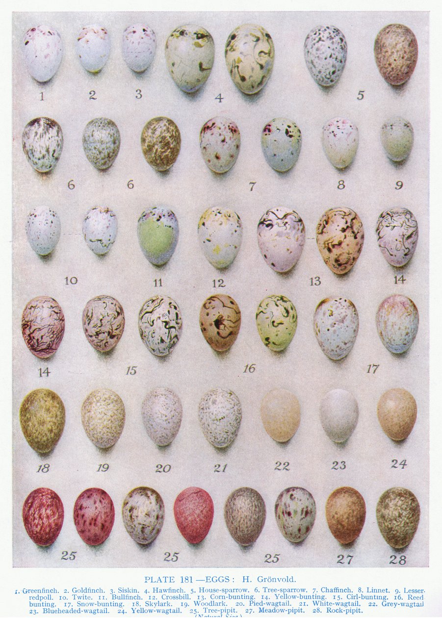Œufs de la famille des corbeaux, illustration de 