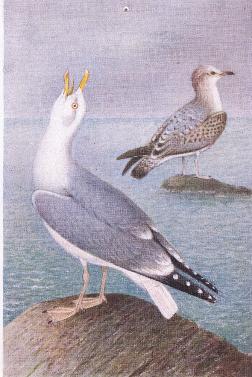 Goéland Argenté, Cartes Postales, Années 1930 - Hendrik Gronvold