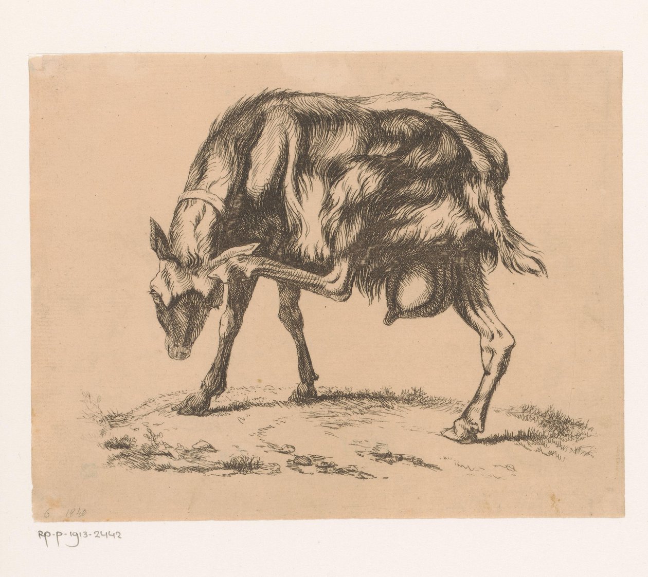 Chèvre se grattant la tête - Hendrik Jozef Franciscus van der Poorten