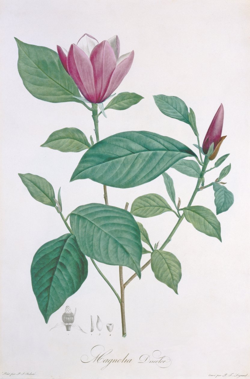 Magnolia discolor, gravé par Legrand - Pierre Joseph Redouté