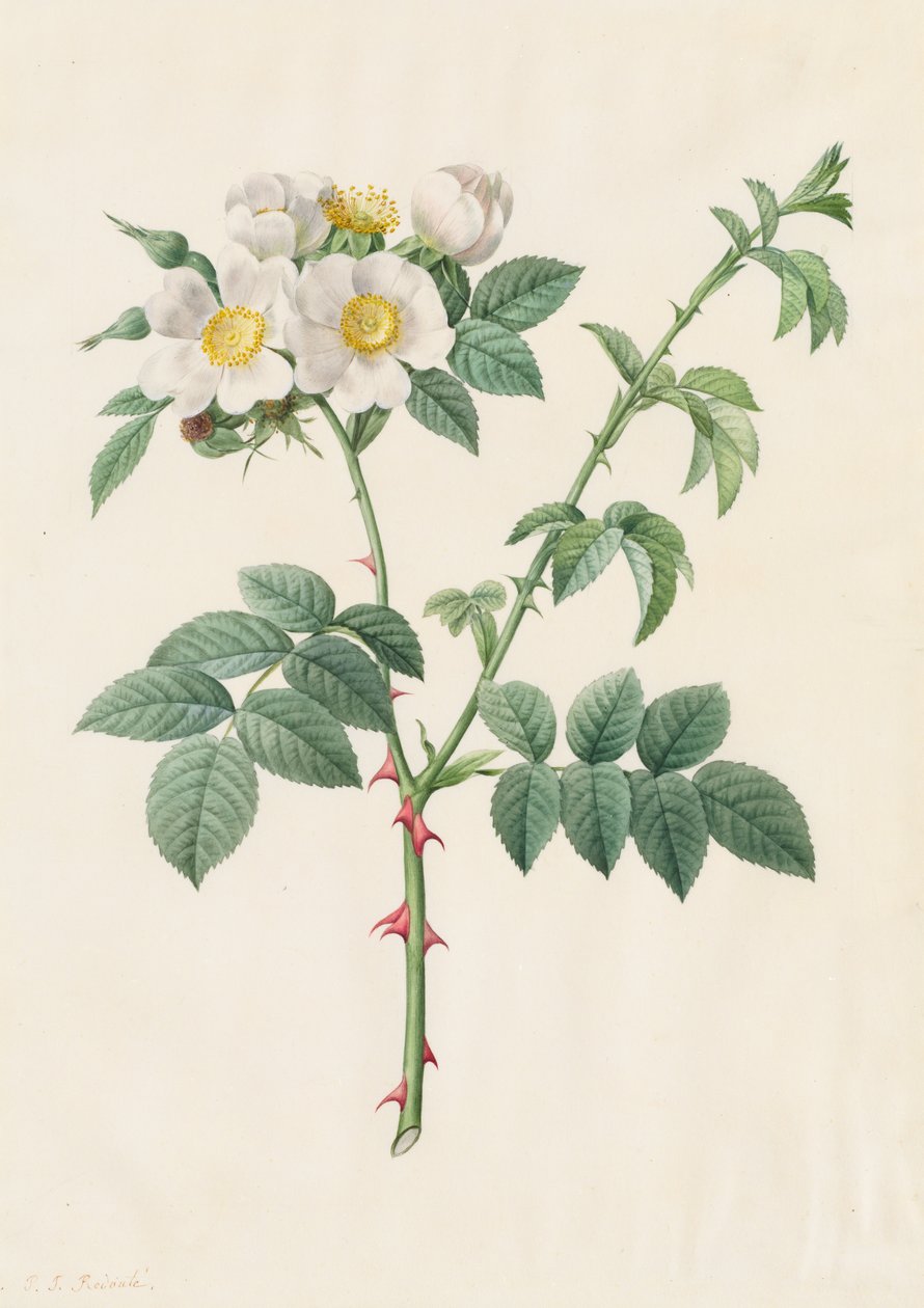 Églantier ou Rosier des chiens Rosa Leucantha, 1817-1824 - Pierre Joseph Redouté