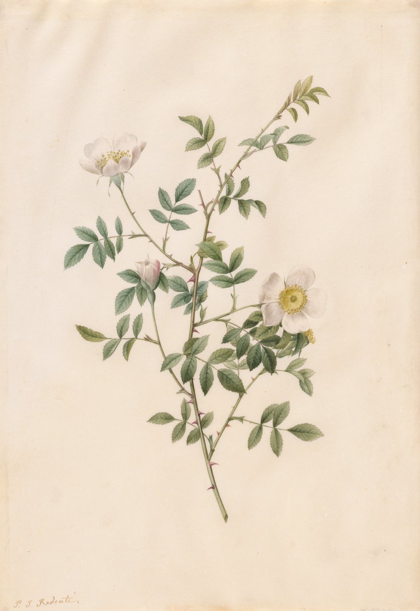 Églantier ou Rosier des chiens Rosa Sepium Rosea, 1817-1824 - Pierre Joseph Redouté