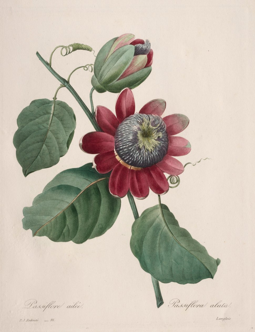 Choix des plus belles fleurs...plus beaux fruits: Passiflore ailée, 1827 - Pierre Joseph Redouté