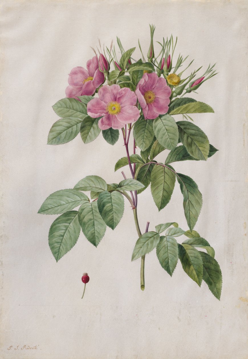 Rose des pâturages Rosa Carolina Corymbosa, 1817-1824 - Pierre Joseph Redouté