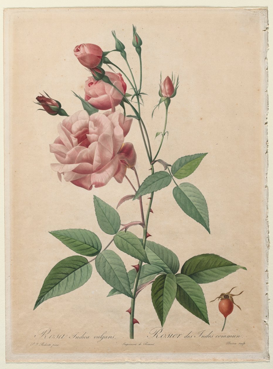 Les Roses: Rose de Chine ou du Bengale, 1817-1824 - Pierre Joseph Redouté