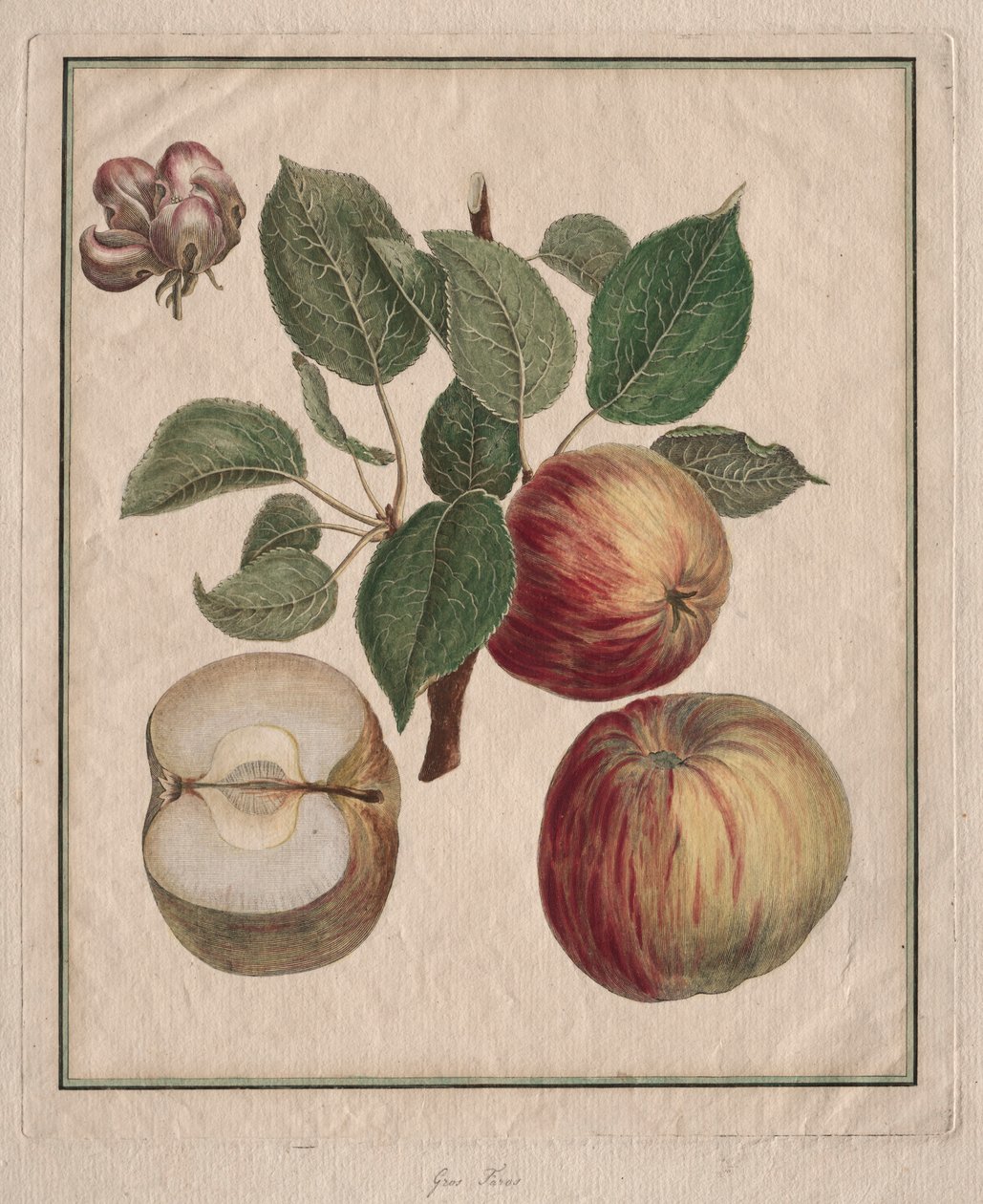 Pomme avec feuille et fleur de fruit, 1768 - Henri Louis Duhamel du Monceau