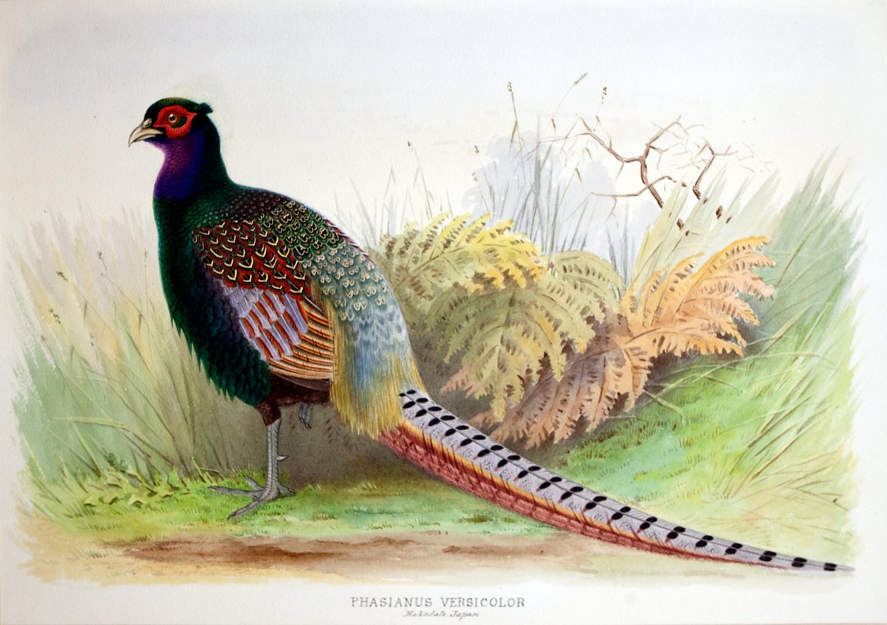Phasianus Versicolor, c.1896-1921 - Henry Jones