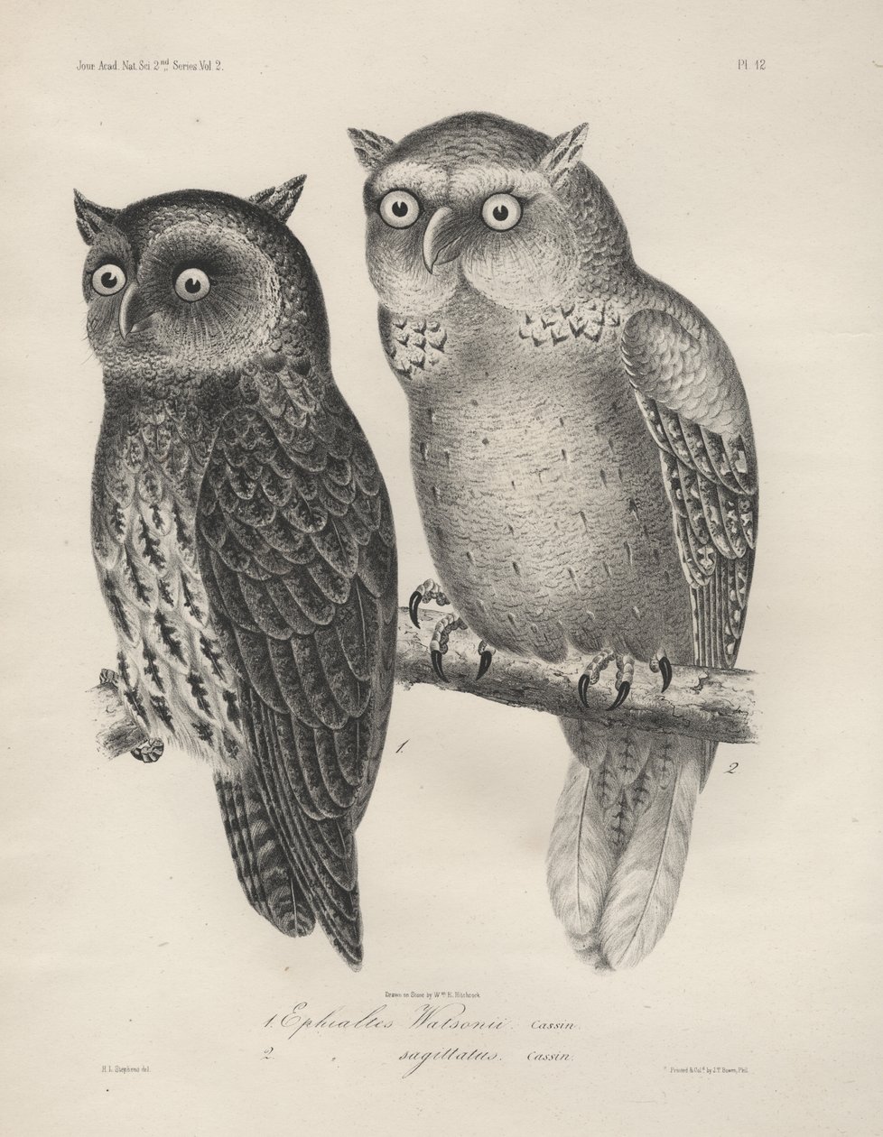 1. Ephialtes Watsonii, 2. (Ephialtes) Sagittatus, lithographie par J.T. Bowen, 1850 - Henry Louis Stephens