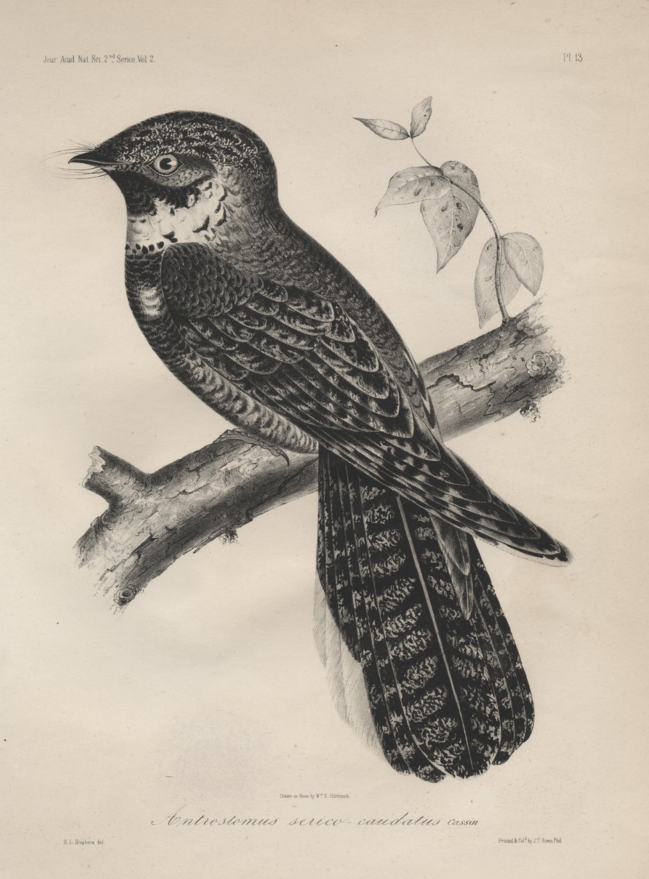 Antrostomus Serico-Caudatus, lithographie par J.T. Bowen, 1850 - Henry Louis Stephens