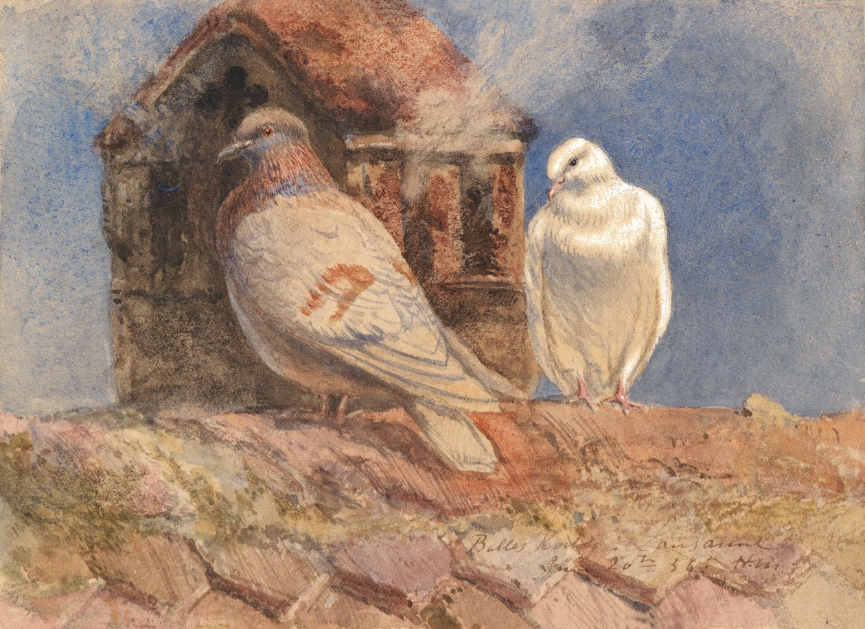 Pigeons se reposant sur un toit, Belles Roches, Lausanne, 1856 - Henry Moore