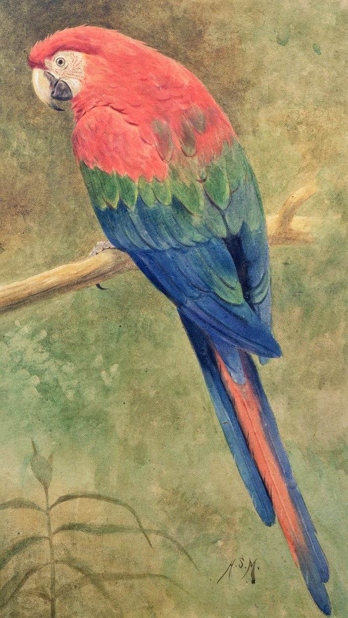 Ara rouge et bleu - Henry Stacey Marks