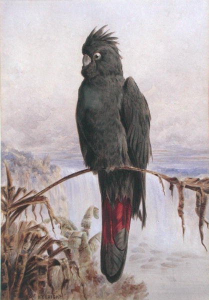 Cacatoès noir à queue rouge australien - Henry Bright