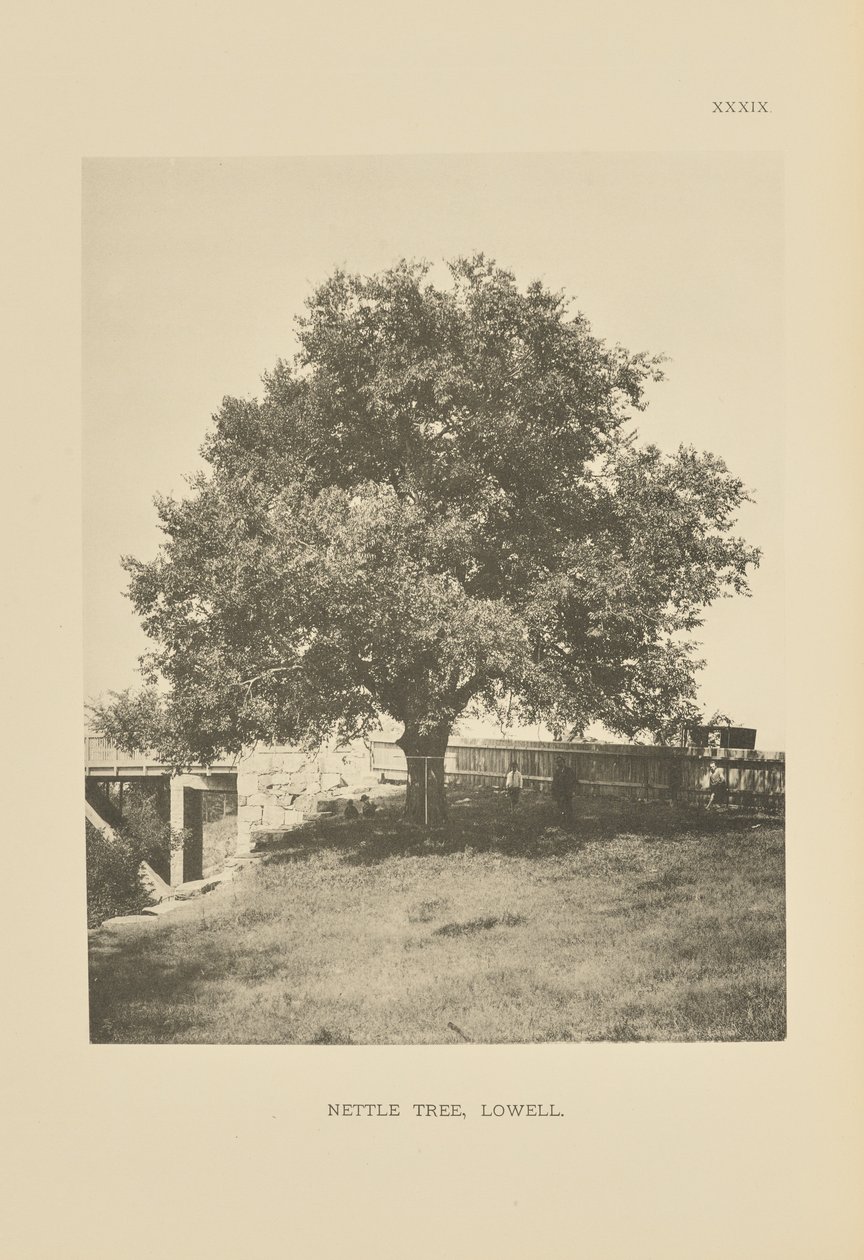 Arbre aux orties, Lowell - Henry Brooks