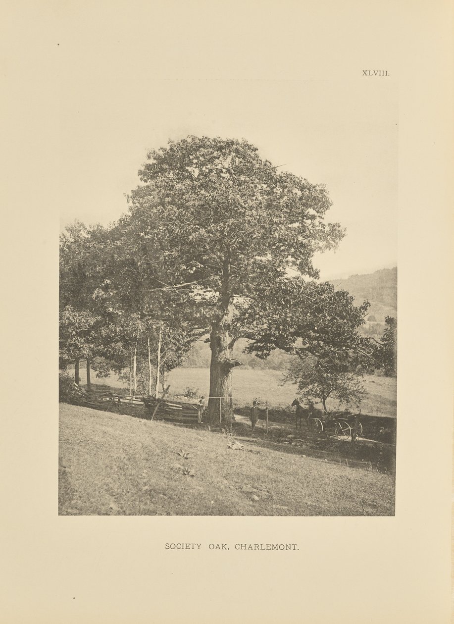 Chêne de la société, Charlemont - Henry Brooks