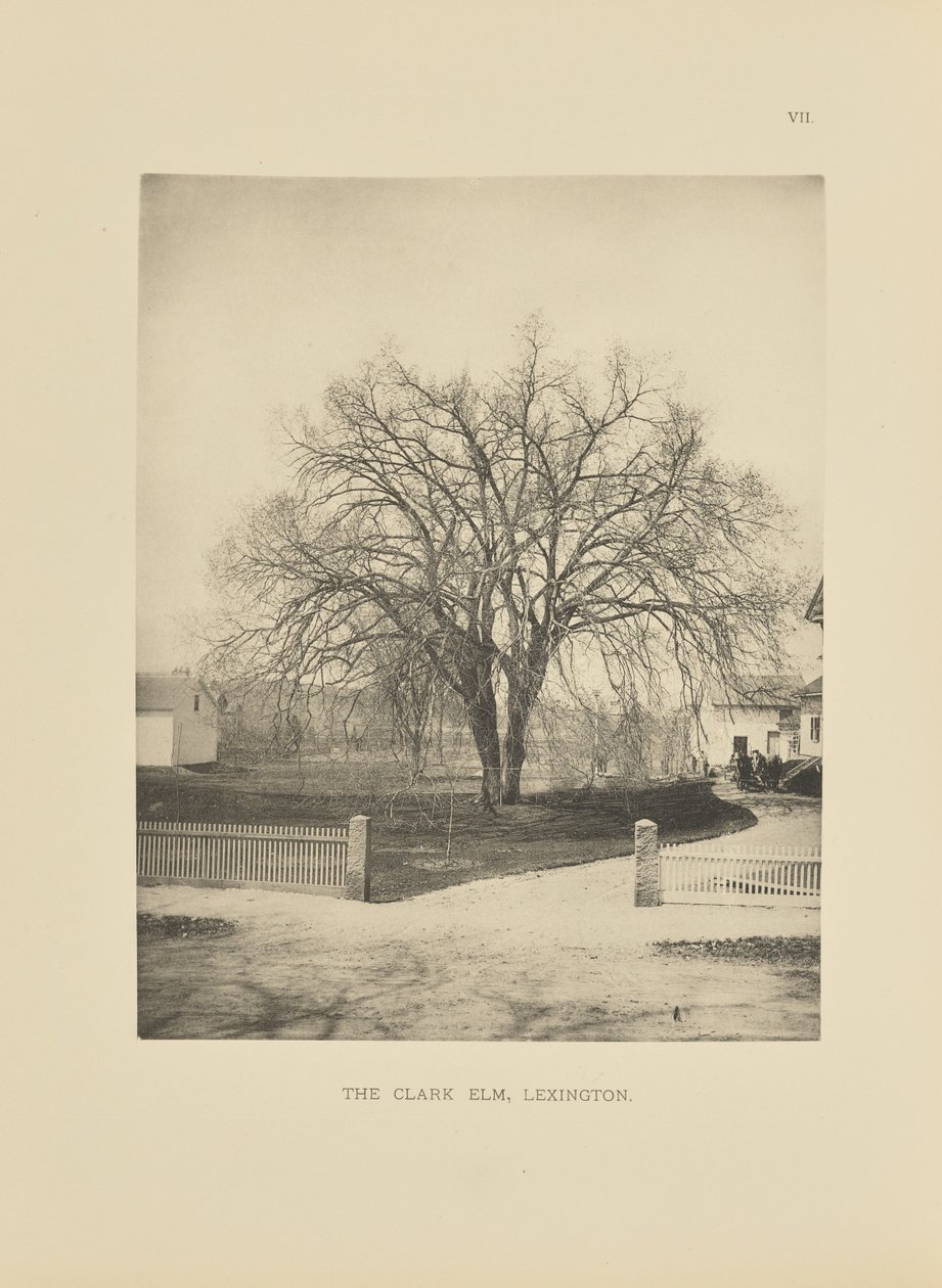 The Clark Elm, Lexington - Henry Brooks
