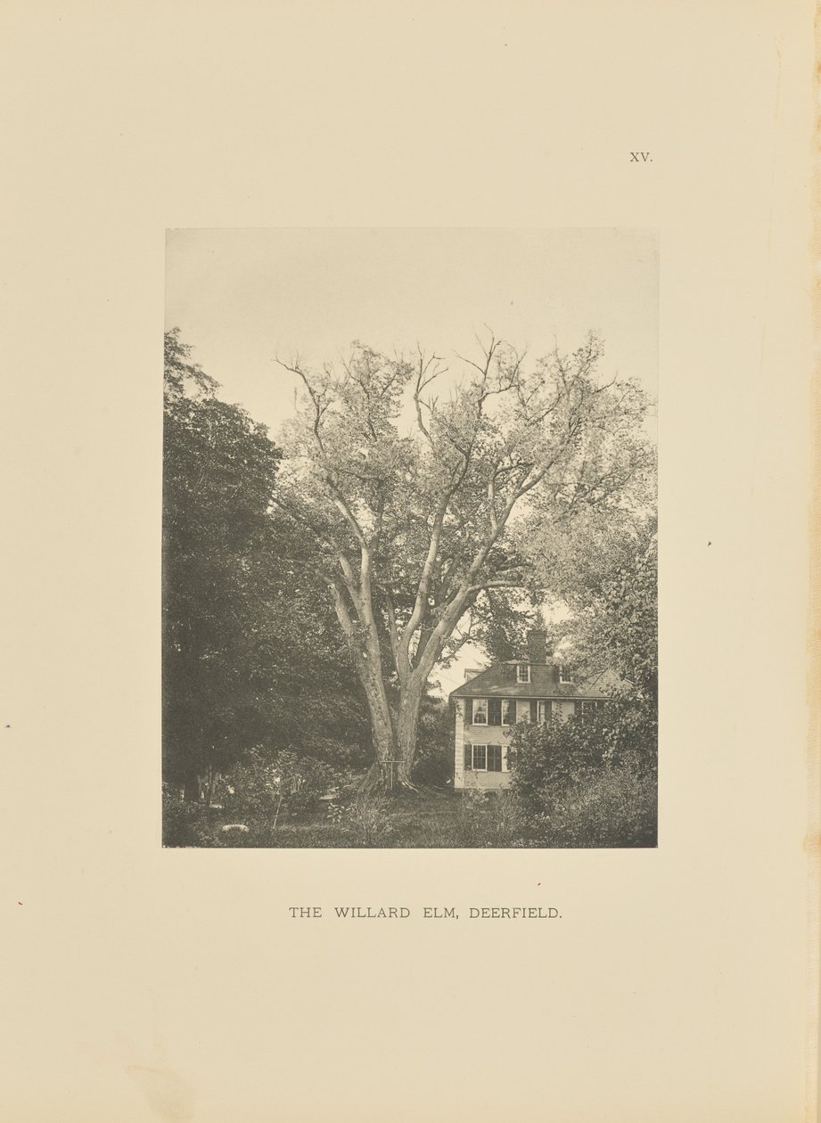 The Willard Elm, Deerfield - Henry Brooks