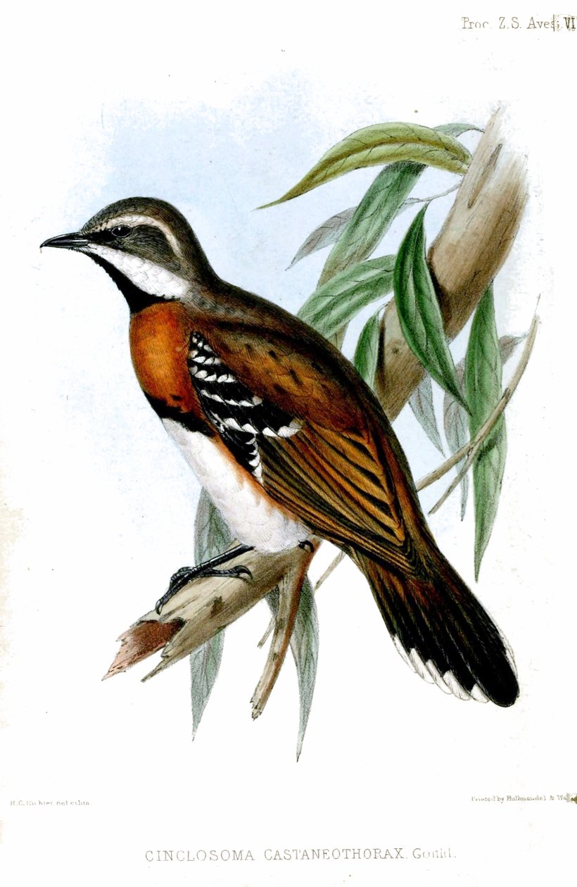 CinclosomaCastaneothoraxRichter - Henry Constantine Richter