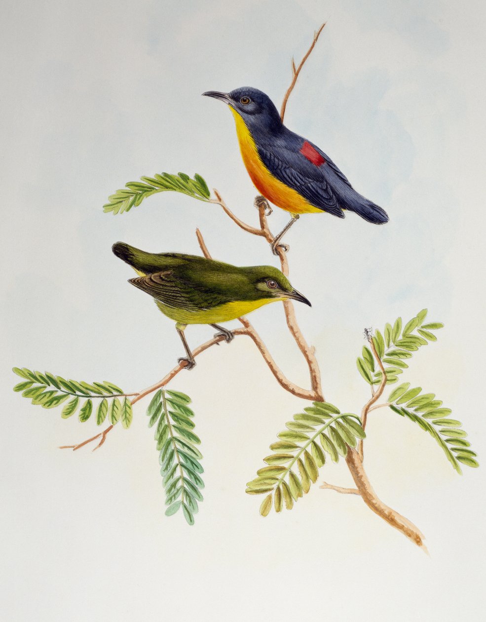 Dicaeum trigonostigma à ventre orange, de Birds of Asia - Henry Constantine Richter
