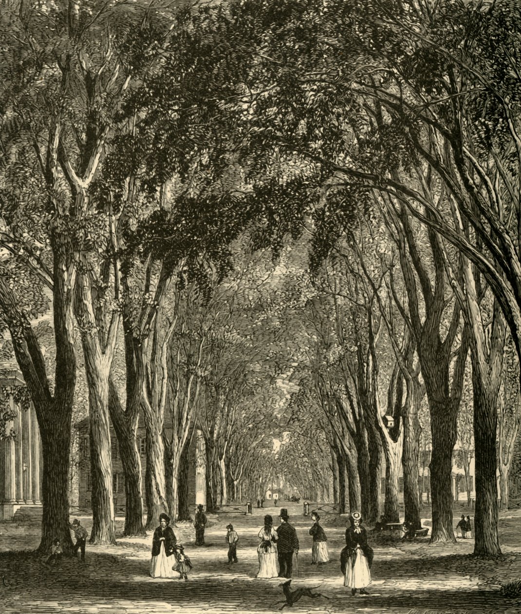 Les ormes de New-Haven, 1874 - Henry Duff Linton