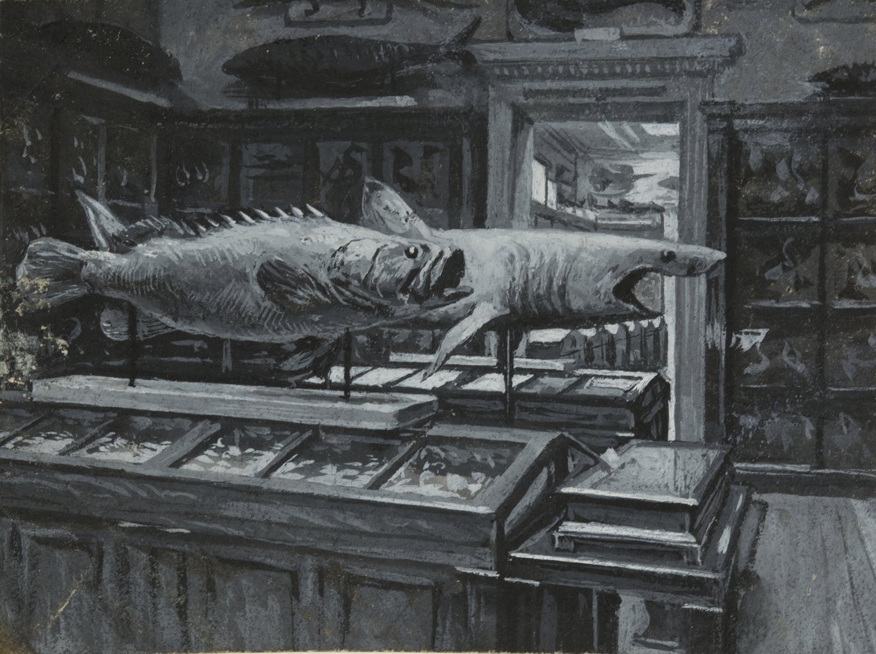 Vue intérieure du Musée britannique montrant la galerie des expositions de poissons, vers 1880 - Henry Edward Tidmarsh
