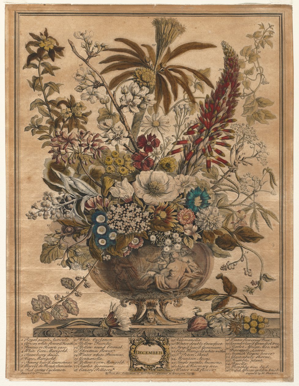 Les douze mois de fleurs : décembre, 1730 - Henry Fletcher