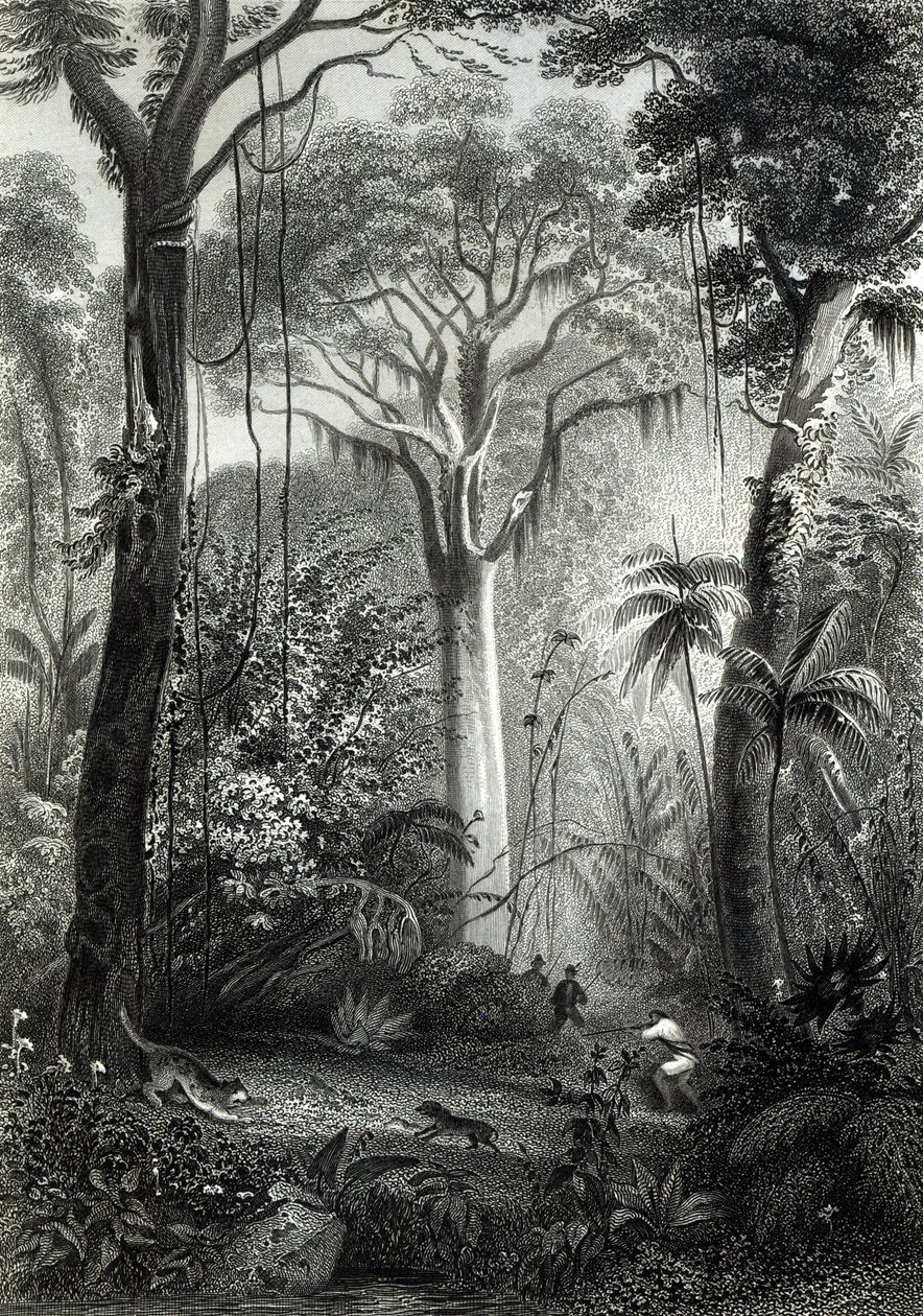 Scène dans une forêt brésilienne gravée par J. Bishop - Henry George Hine