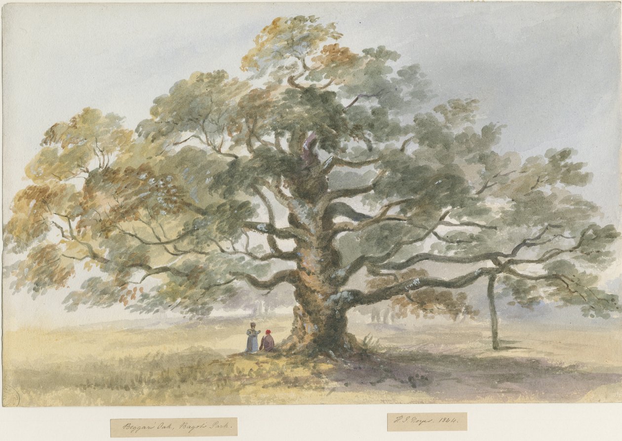 Blithfield - Chêne du mendiant - Henry James Noyes