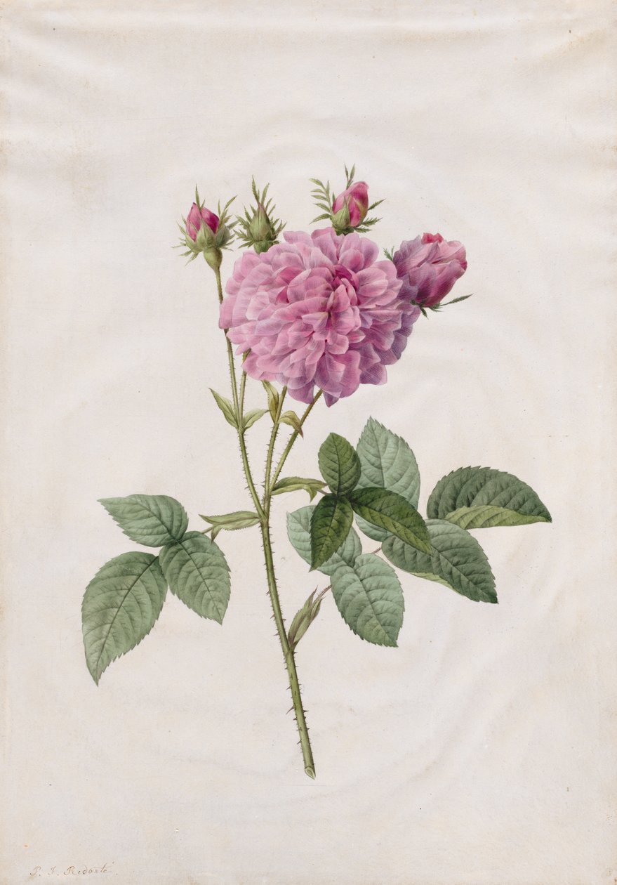 Rose Agatha (Rosa Gallica Agatha) - Henry Joseph Redouté