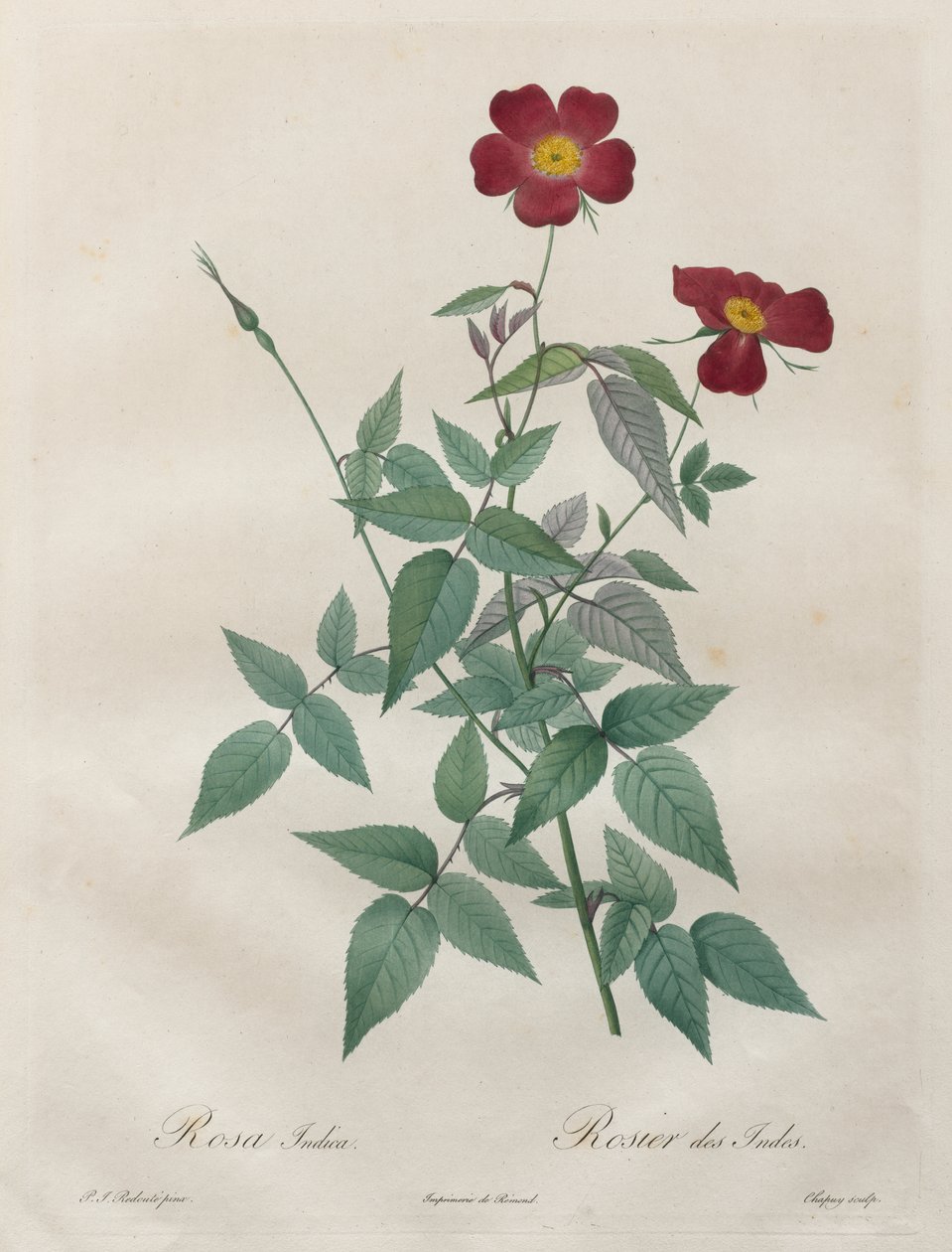 Les Roses: Rosa indica - Henry Joseph Redouté