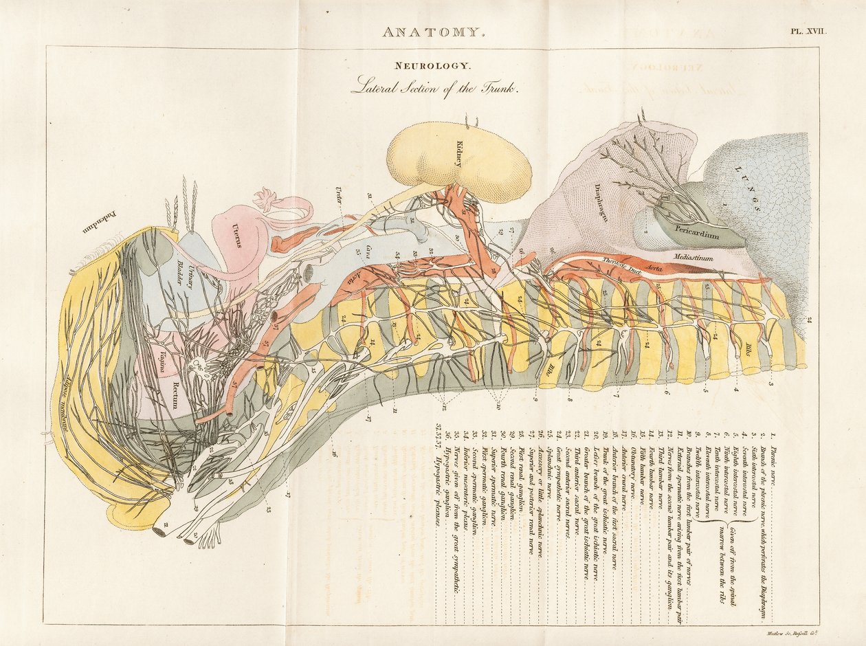 Section latérale du tronc - Neurologie - Henry Mutlow