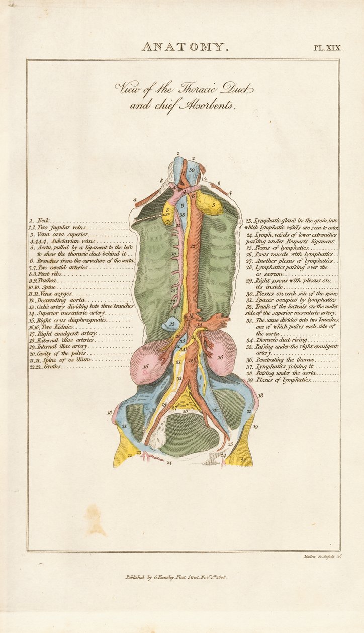 Vue du canal thoracique et des principaux absorbants - Henry Mutlow