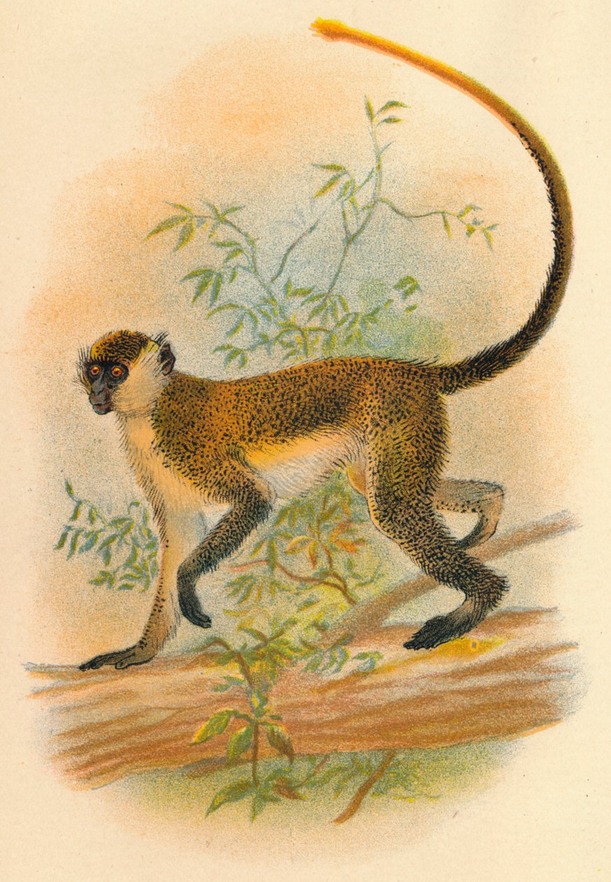 Guenon verte, 1897 - Henry Ogg Forbes