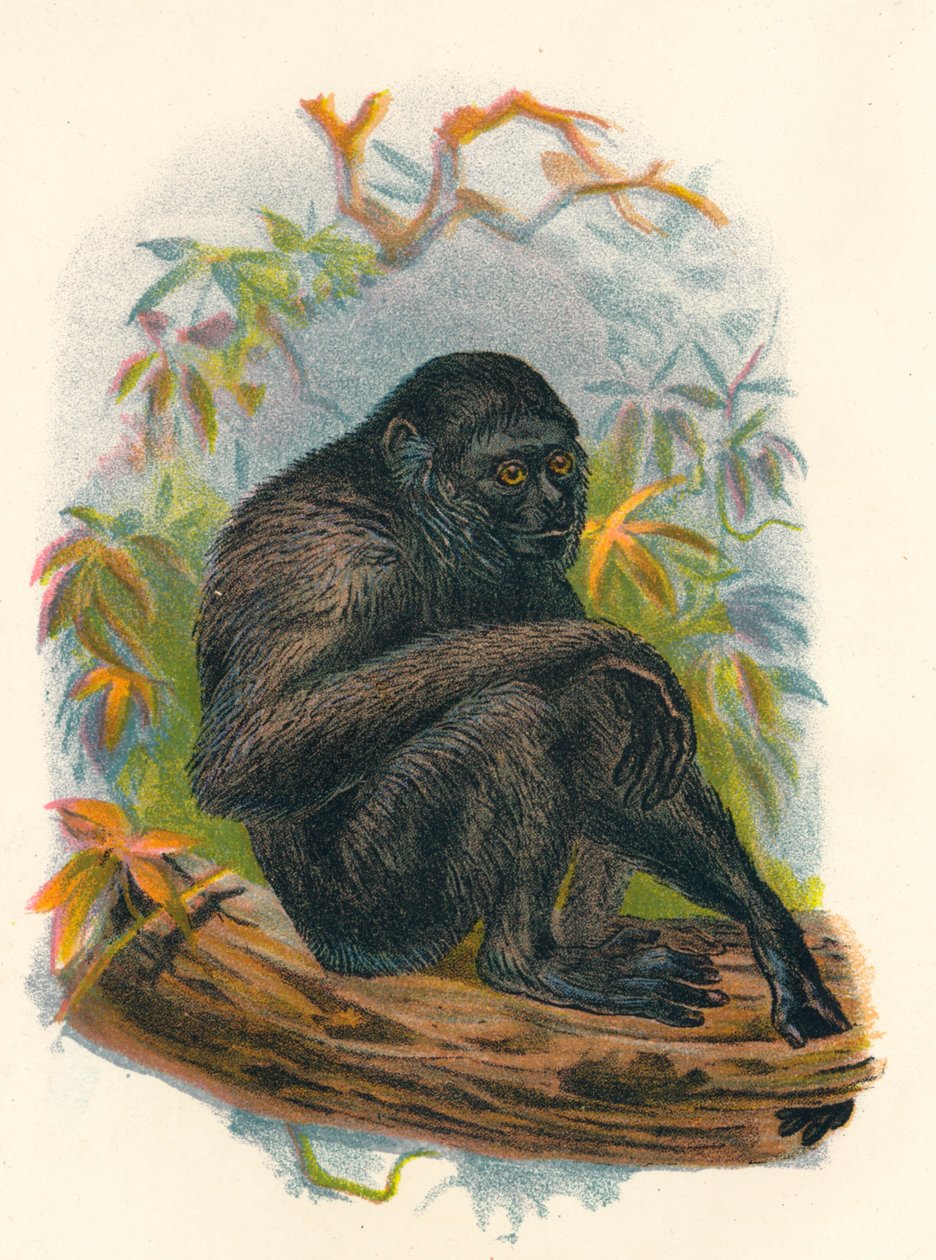 Le gibbon Siamang, 1897 - Henry Ogg Forbes