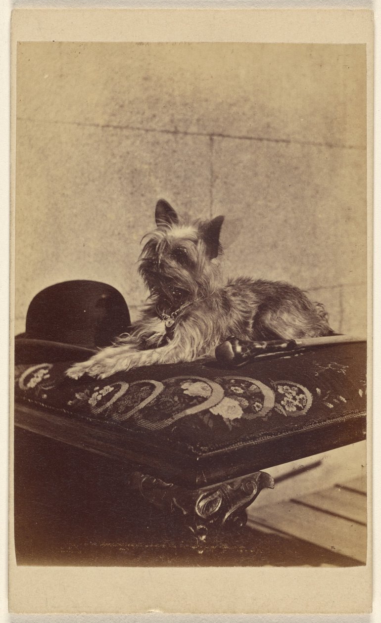 [Chien couché sur un pouf, à côté d