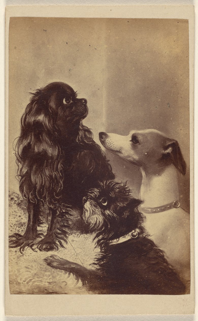 Floss, Daisy  Fairy ; Chiens de Barroness [sic] McClifford. Peint par Mme Pointer. - Henry Pointer
