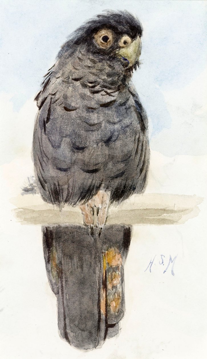 Un cacatoès noir, vers 1890 - Henry Stacey Marks