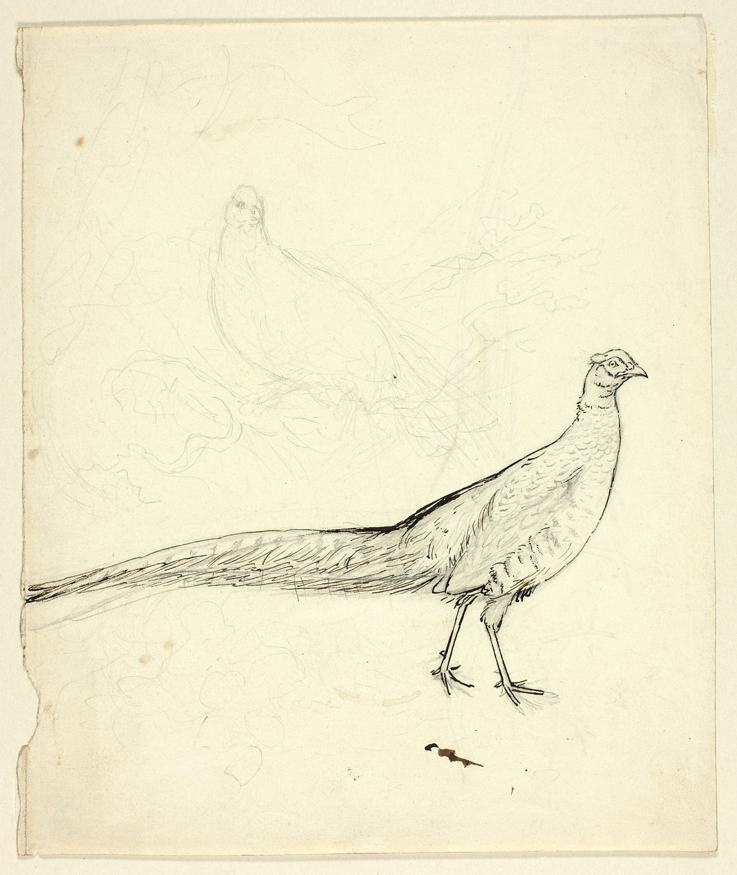 Deux esquisses de faisans (recto) ; Esquisse de faisans et de nu féminin (verso) - Henry Stacy Marks
