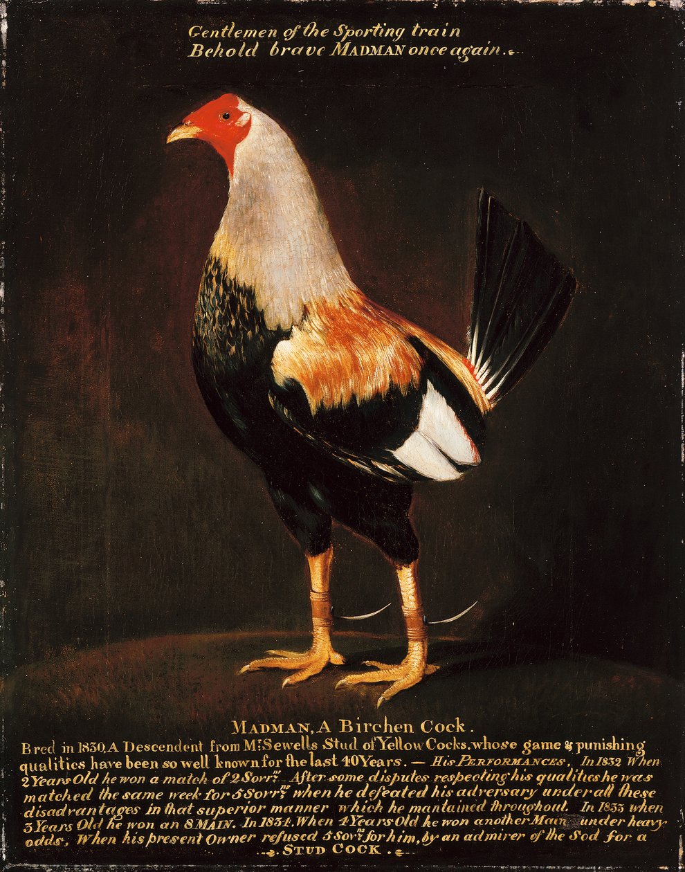 Fou, un coq de bouleau - Henry Thomas Alken