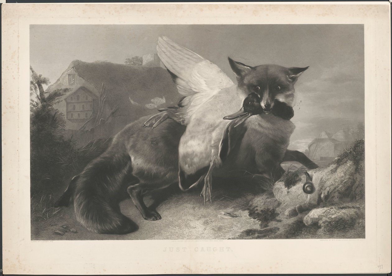 Just caught: un renard a volé un canard. D