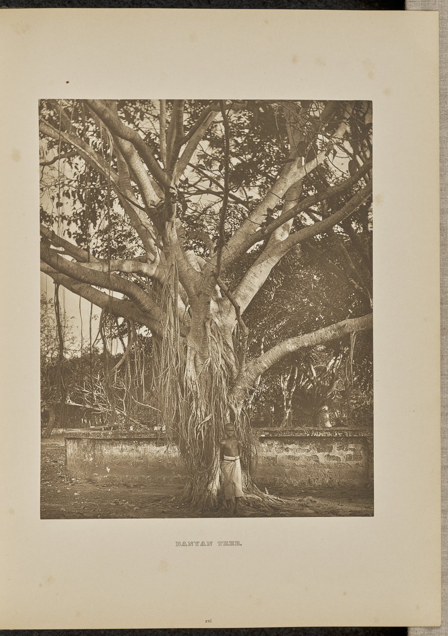 Banyan, avec de jeunes tiges d