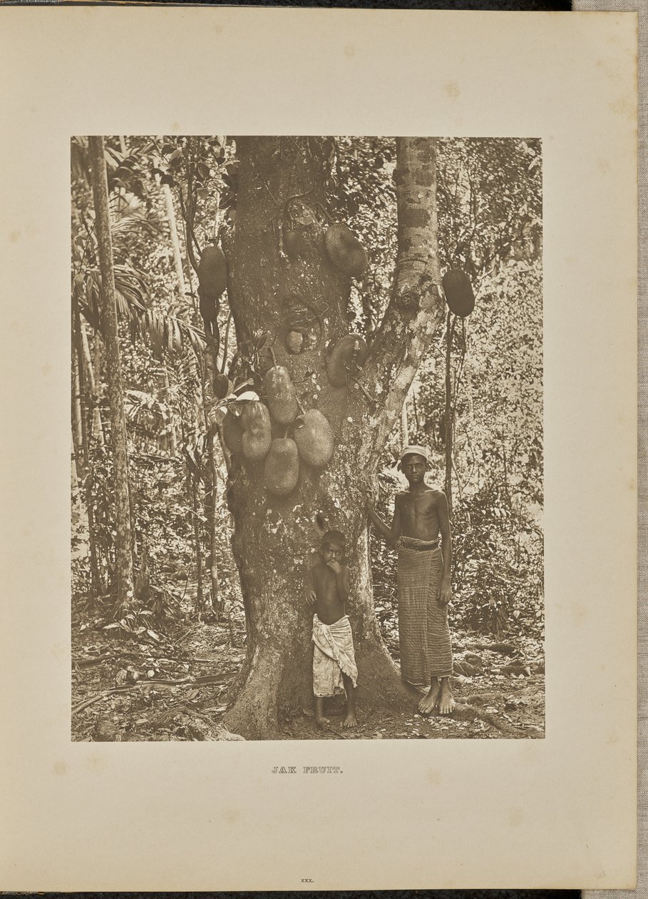 Fruits de Jak - Henry W. Cave