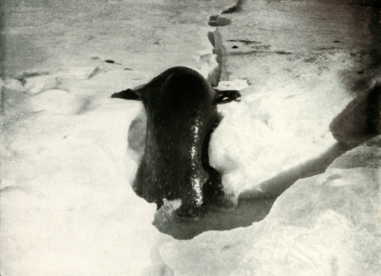 Un phoque de Weddell montant sur la glace, novembre 1911, 1913 - Herbert Ponting