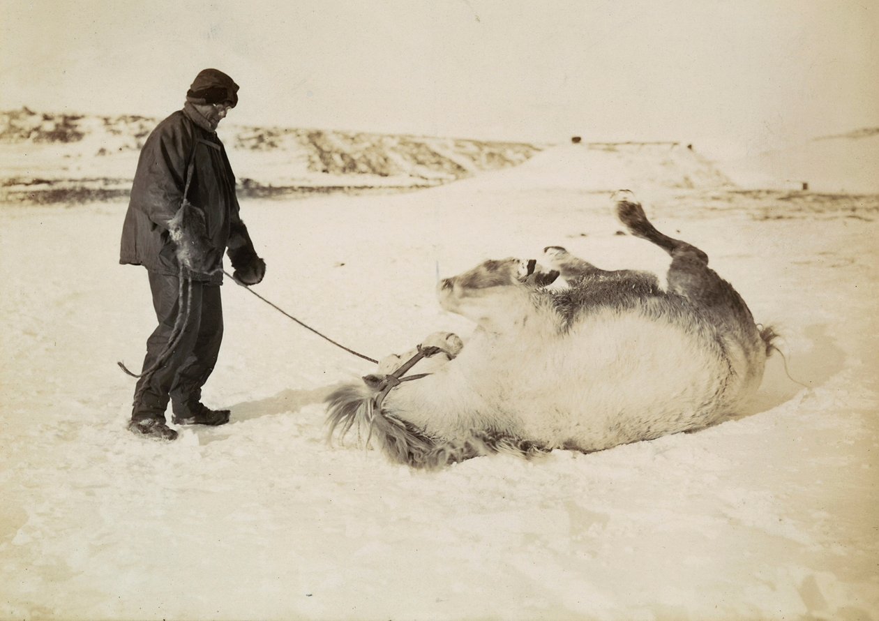 Un homme et son cheval dans la neige - Herbert Ponting