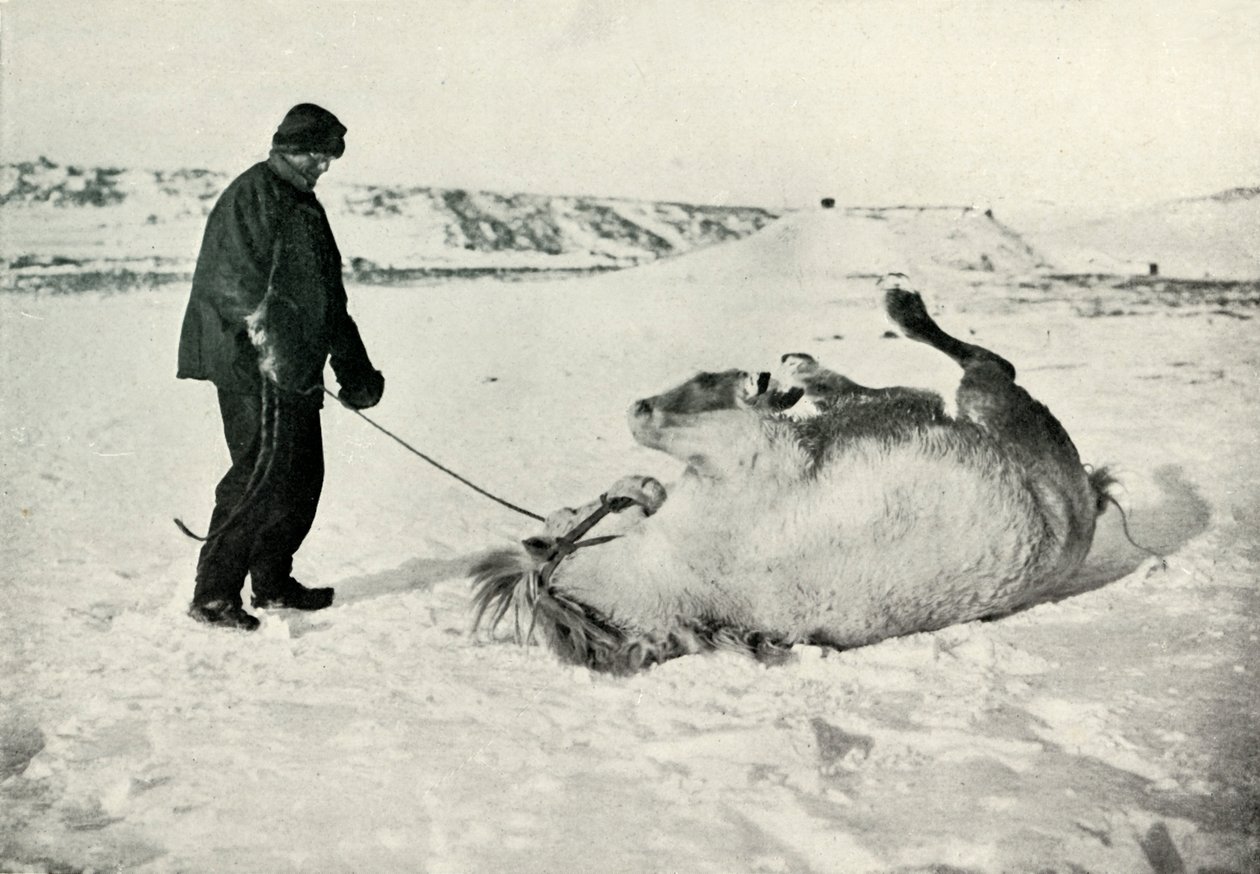 Cherry-Garrard donnant à son poney Michael un roulé dans la neige, vers 1911, 1913 - Herbert Ponting