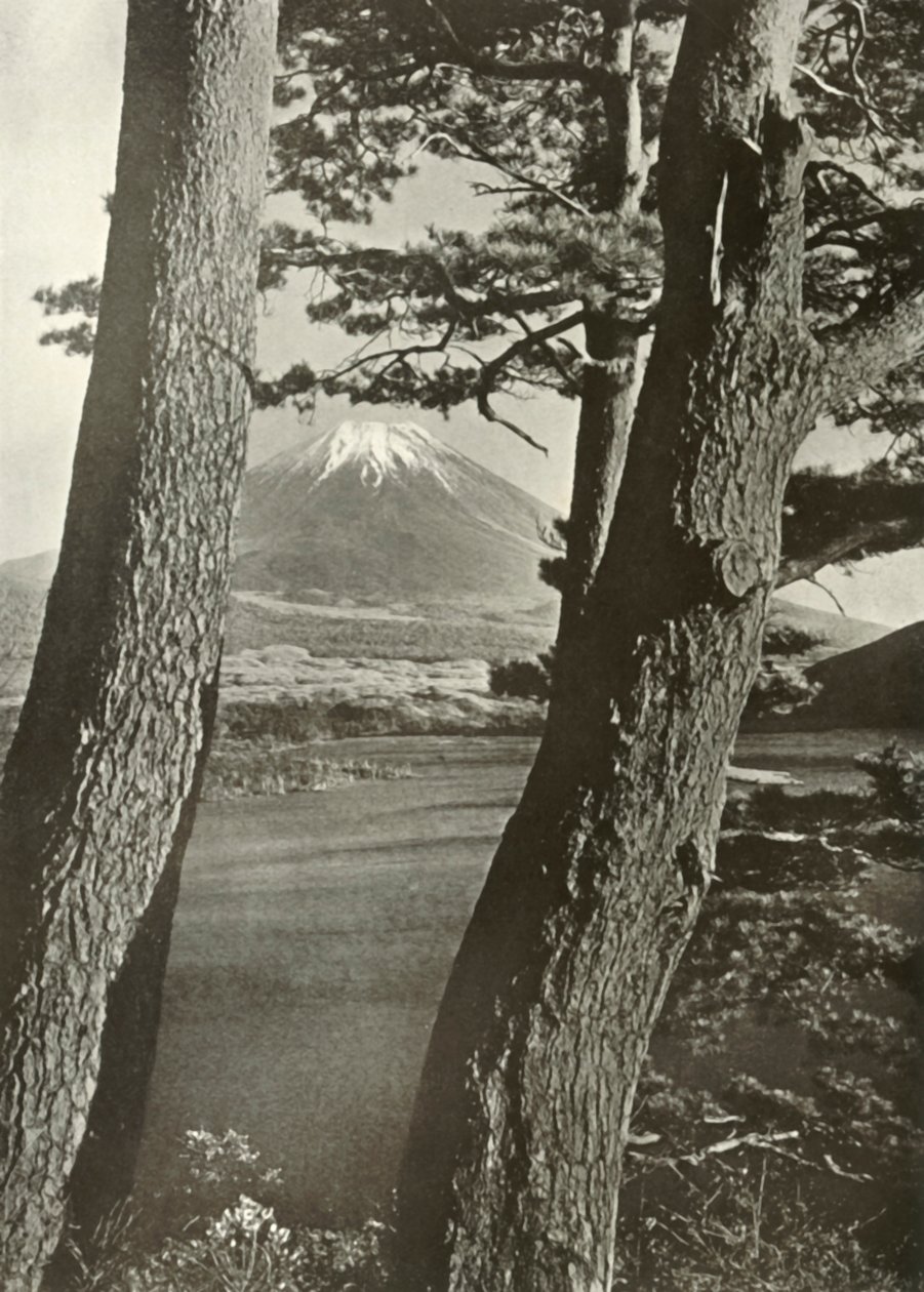 Le mont Fuji à travers les pins du lac Motosu, 1910 - Herbert Ponting