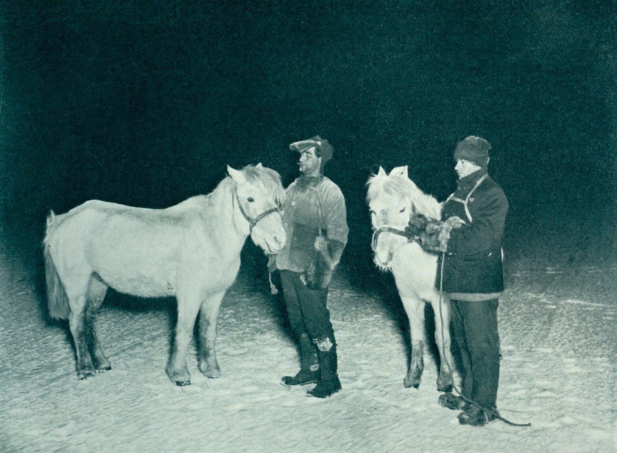 Officiers subalternes Crean et Evans exerçant leurs poneys en hiver, 1911