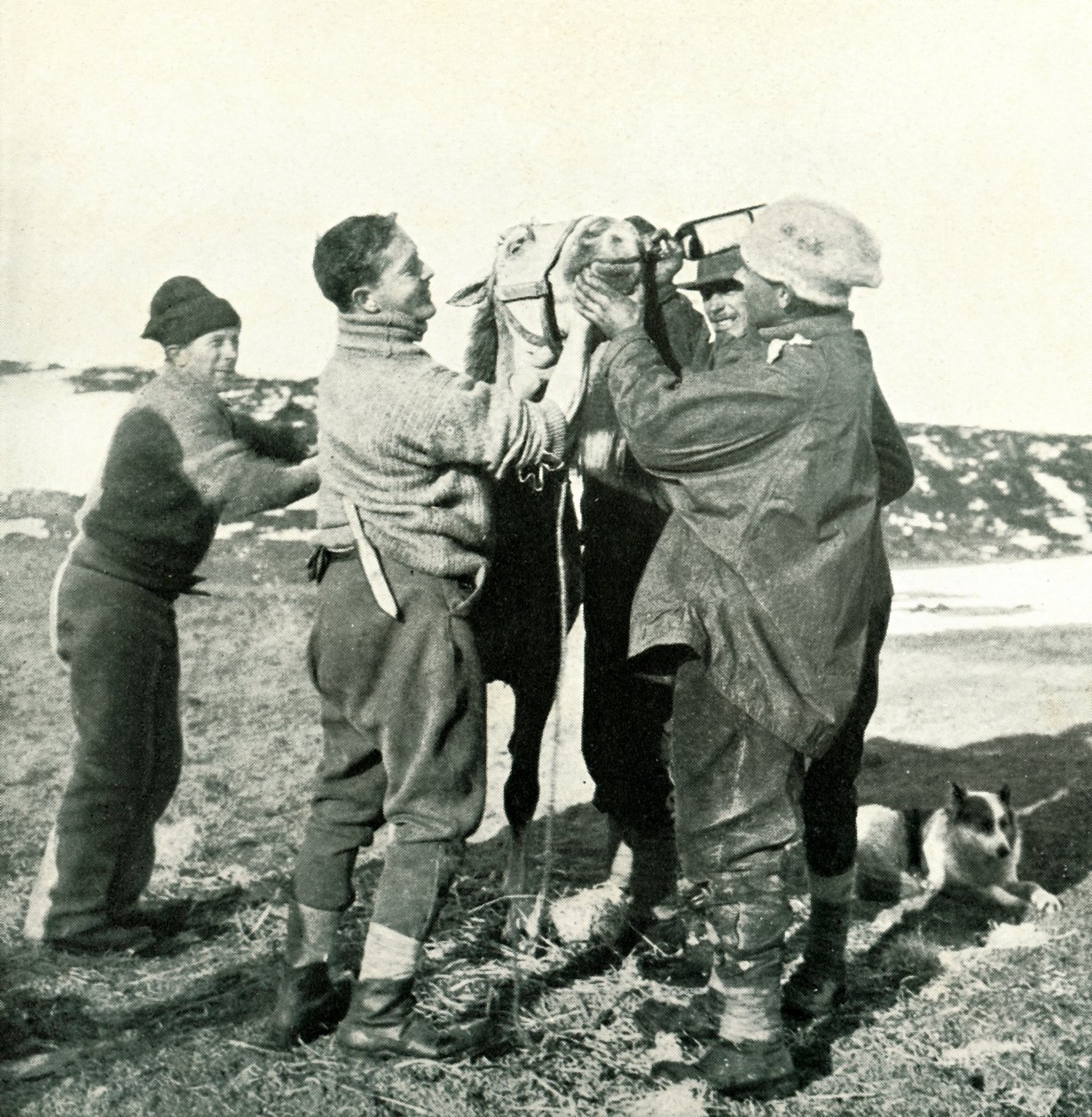 Poney prend du whisky - Herbert Ponting
