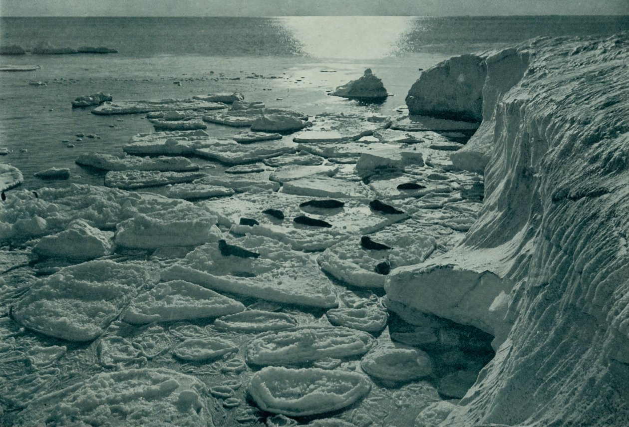 Phoques se prélassant sur la glace en formation au large du cap Evans, vers 1910-1913, 1913 - Herbert Ponting