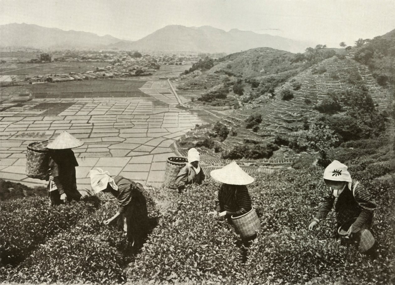 Thé sur les collines et riz sur les plaines, 1910 - Herbert Ponting