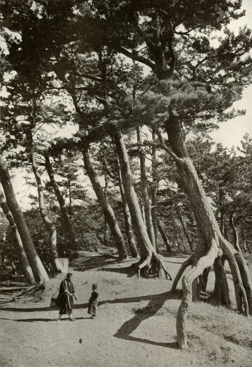Les Pins de Shizu-Ura, 1910 - Herbert Ponting